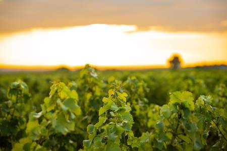 La vue sur les vignes de Sauternes au restaurant La Chapelle de Guiraud